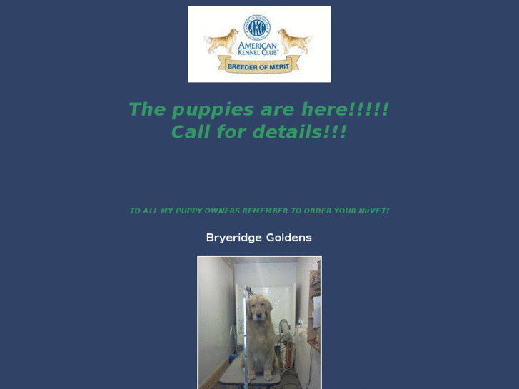 www.bryeridgegoldens.net