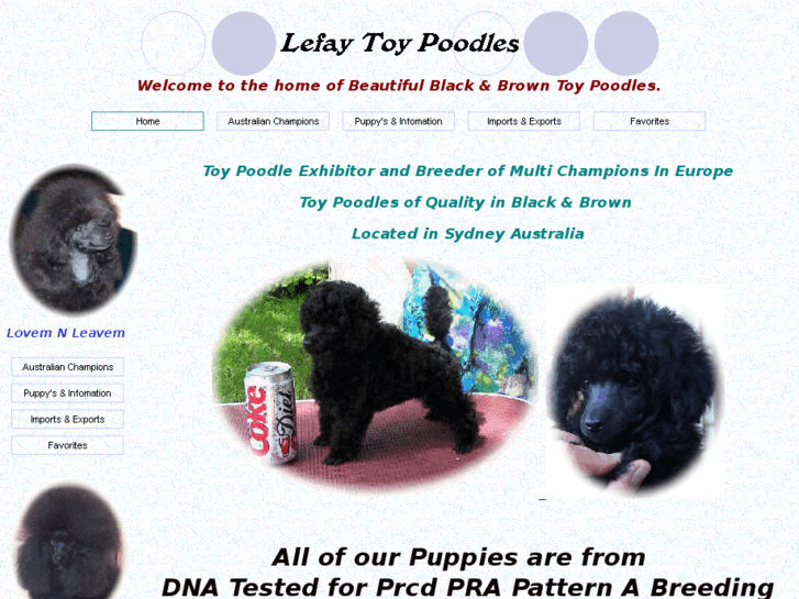 www.poodlesnsw.com