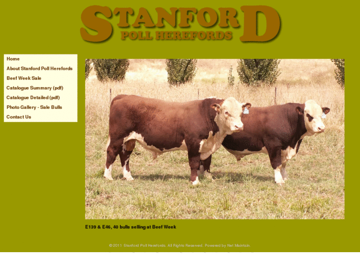 www.stanfordpollherefords.com