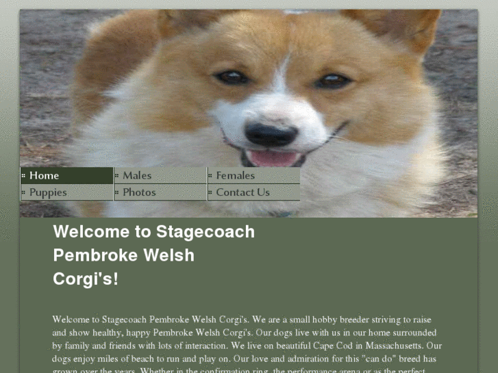 www.stagecoachcorgis.com