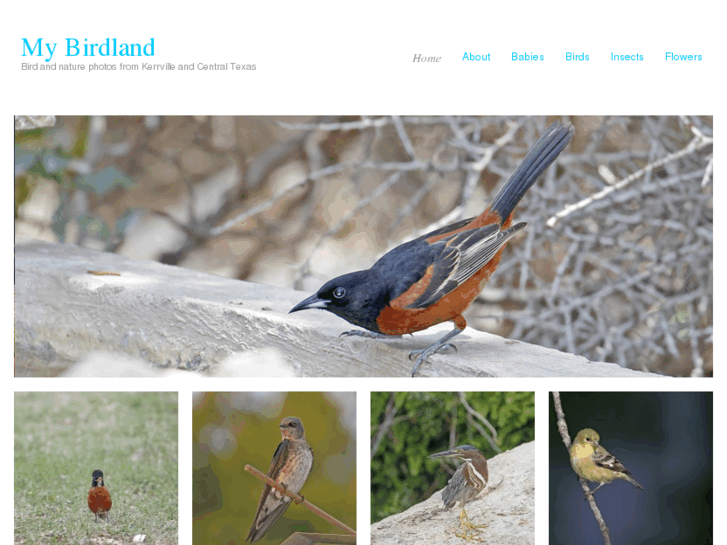 www.mybirdland.com