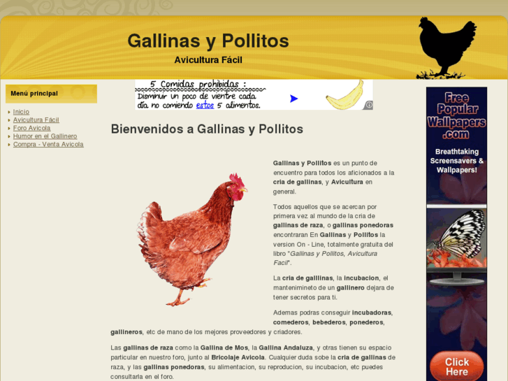 www.gallinasypollitos.com