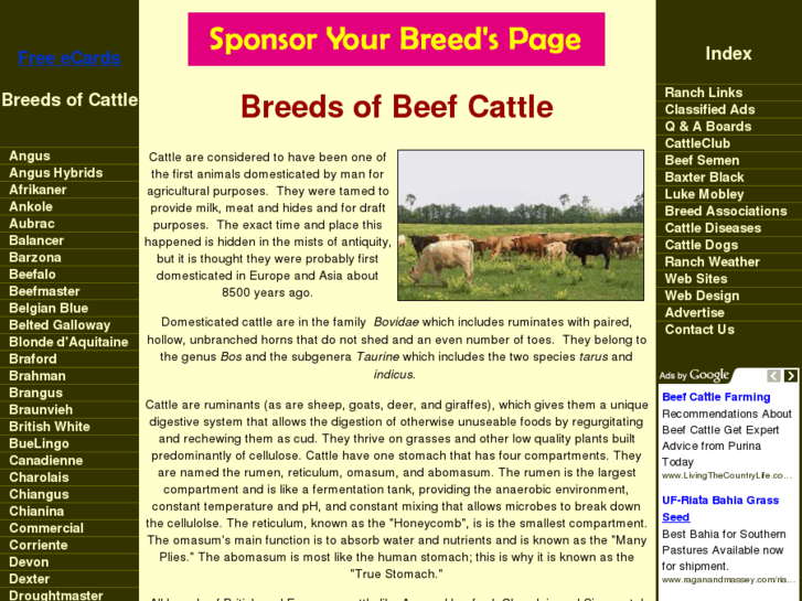 www.cattle-today.com