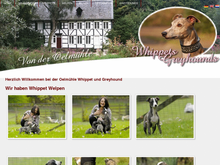 www.von-der-oelmuhle-whippets-greyhounds.de