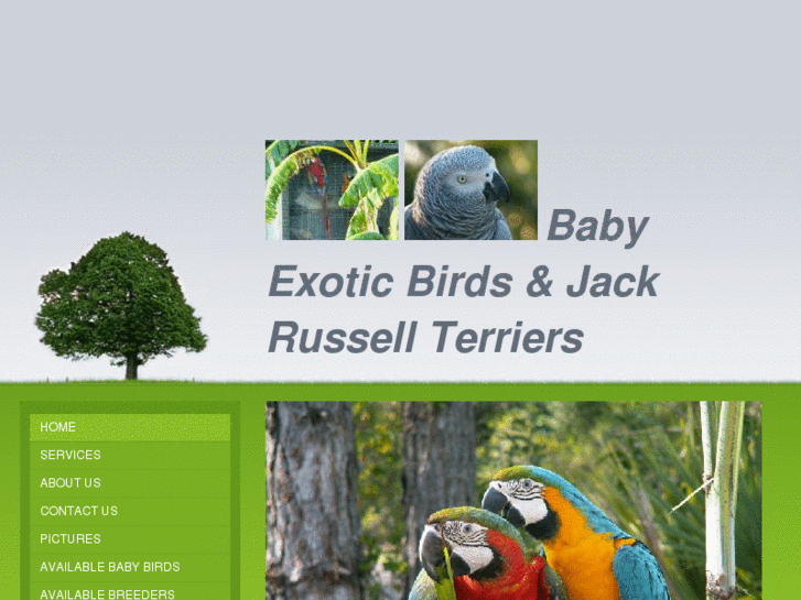 www.babyexoticbirds.com