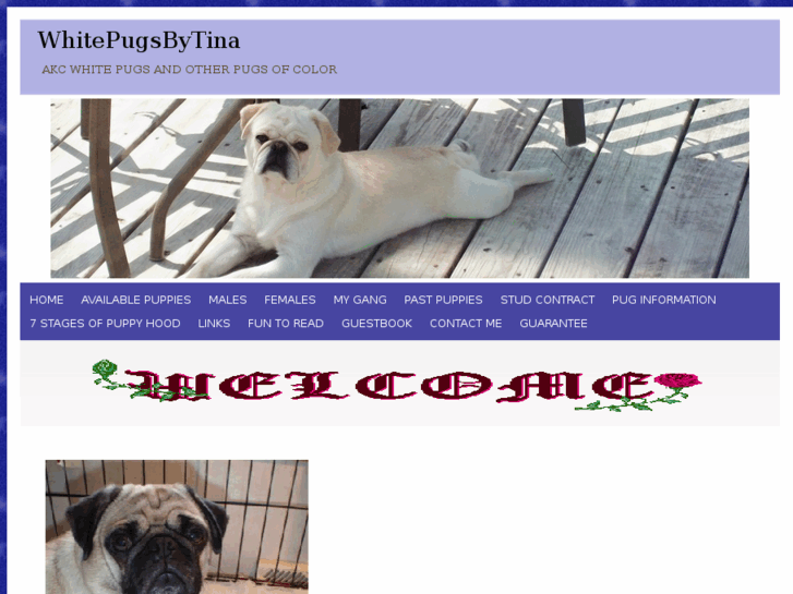 www.whitepugsbytina.com