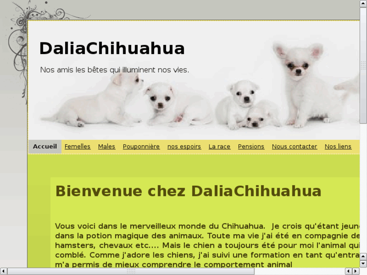 www.daliachihuahua.com