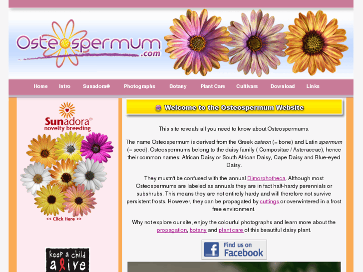 www.osteospermum.com