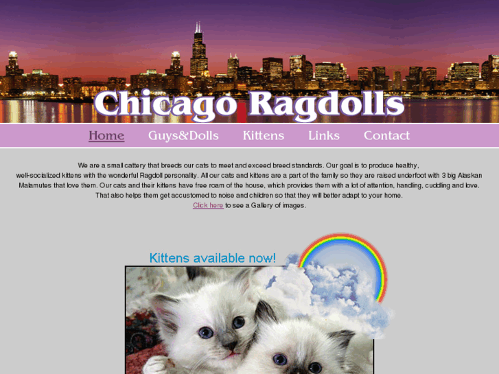 www.chicagoragdolls.com