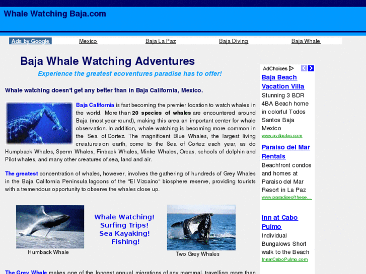 www.whalewatchingbaja.com