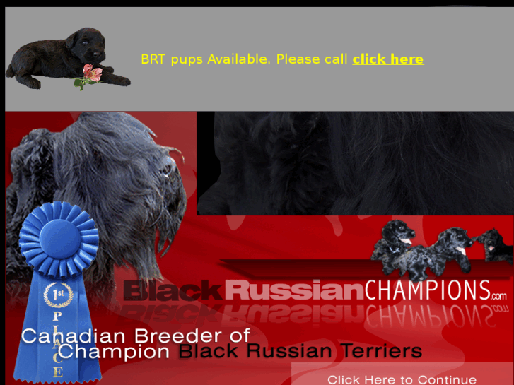 www.blackrussianchampions.com