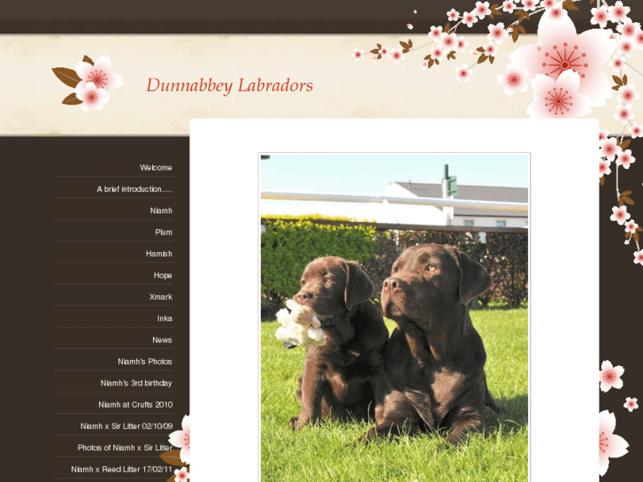 www.dunnabbeylabradors.com