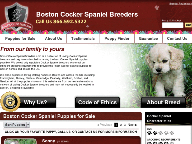 www.bostoncockerspanielbreeders.com