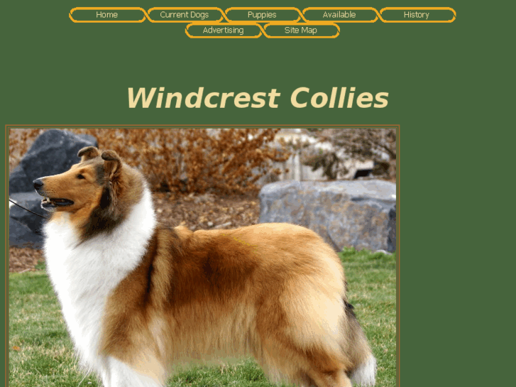 www.windcrestcollies.com