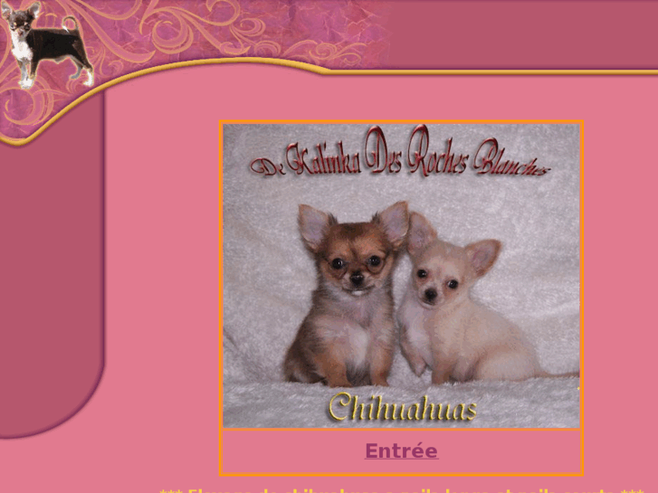 www.chihuahua-kalinka.com