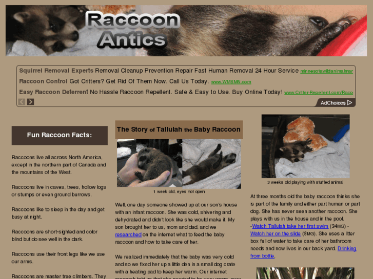 www.funwithraccoons.com