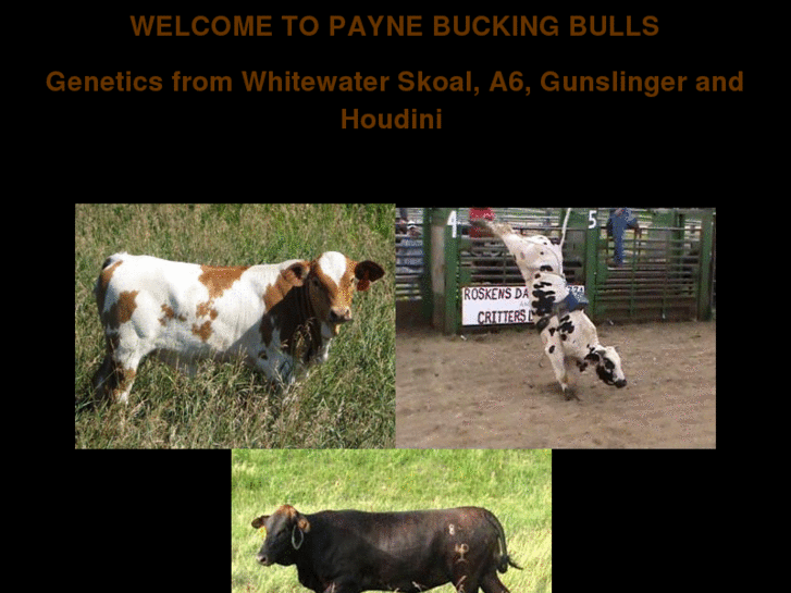 www.paynebuckingbulls.com