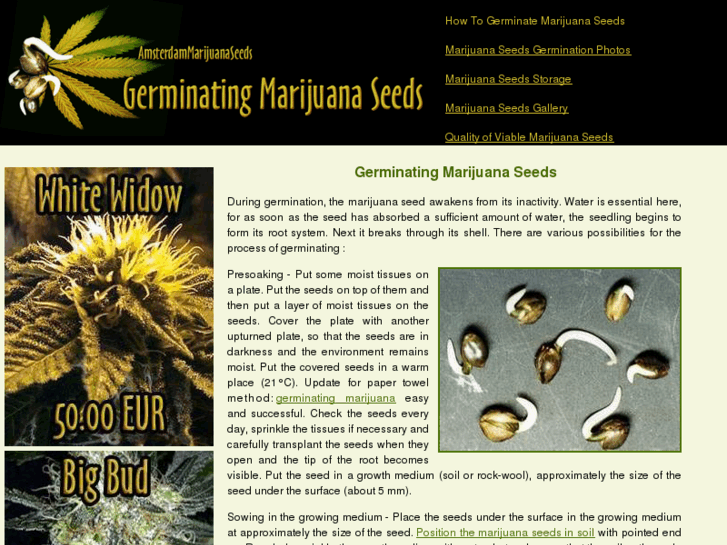 www.amsterdammarijuanaseeds.info