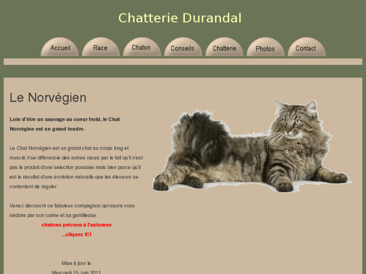 www.chaton-race.com