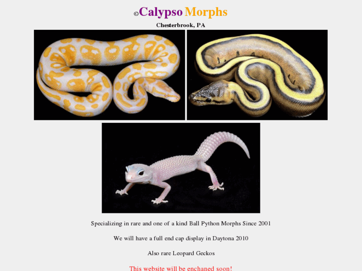 www.calypsomorph.org