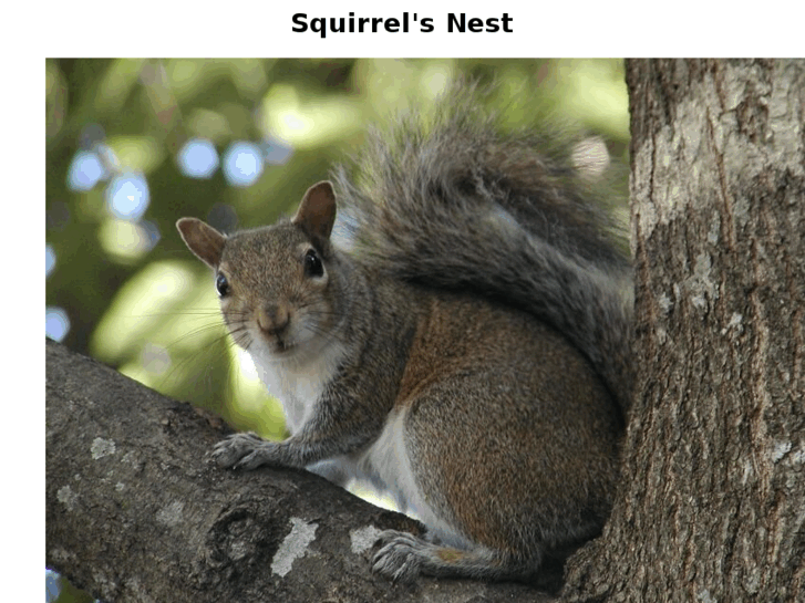 www.squirrelsnest.com