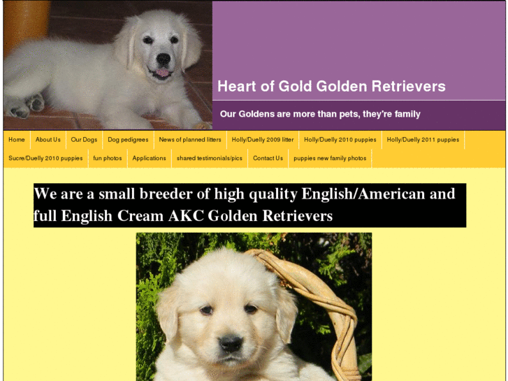 www.heartofgoldgoldenretrievers.com