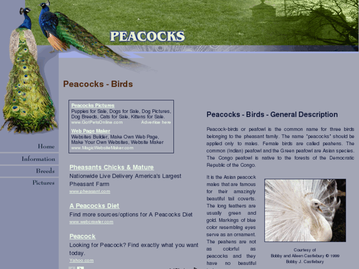 www.peacock-birds.com