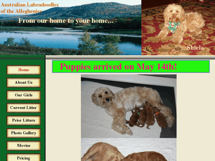 www.alleghenylabradoodles.com