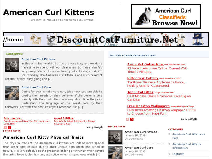 www.americancurlkittens.net