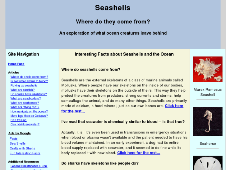 www.seashellsandsuch.com