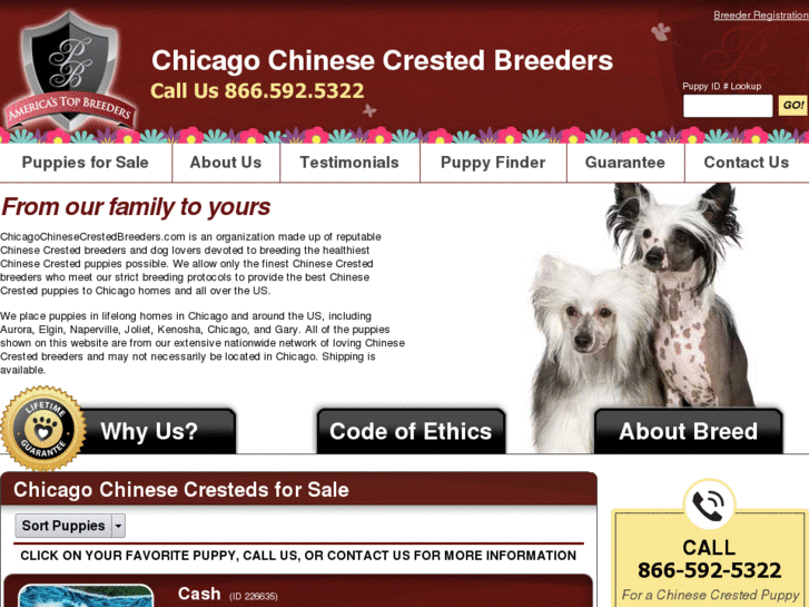 www.chicagochinesecrestedbreeders.com