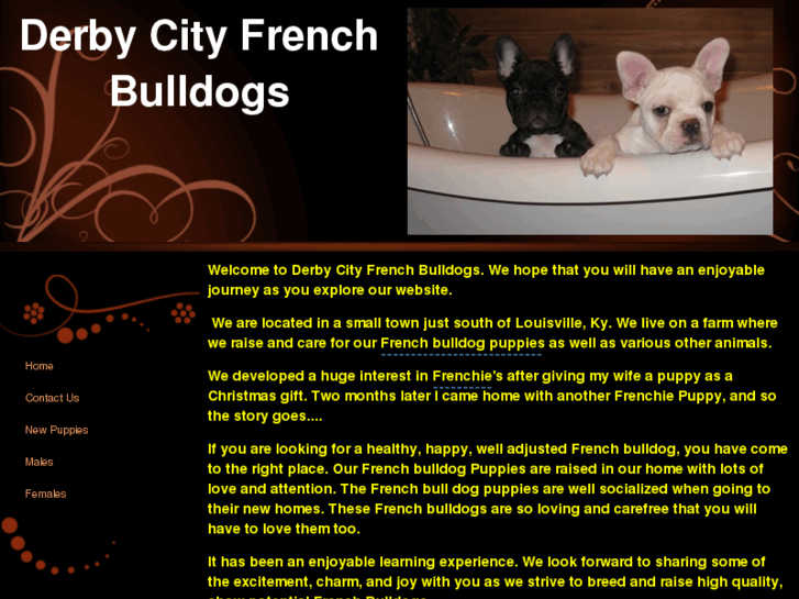 www.derbycityfrenchbulldogs.com