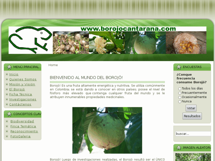 www.borojocantarana.com