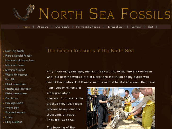 www.northseafossils.com