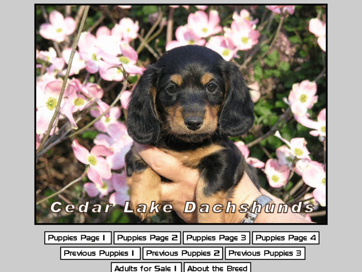 www.cedarlakedachshunds.com