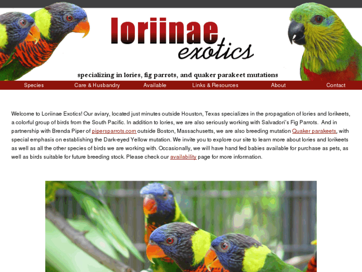 www.loriinae.com