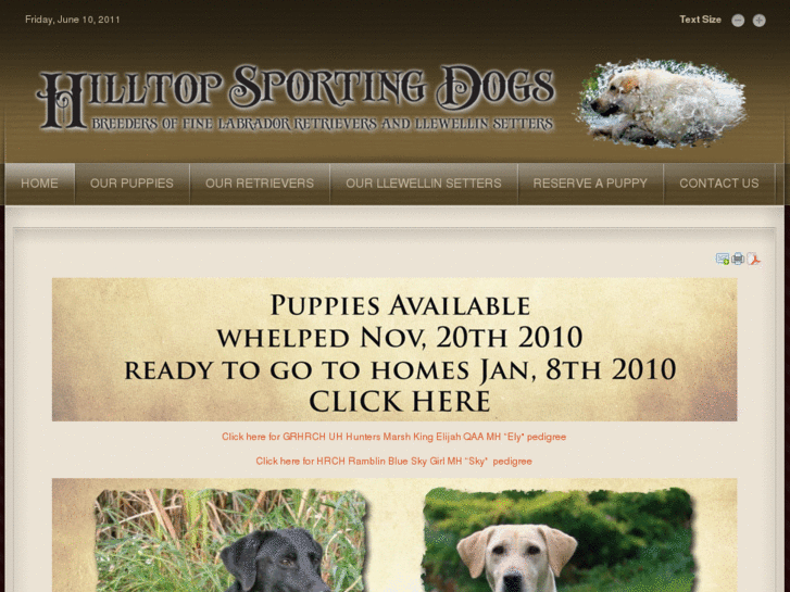 www.hilltopsportingdogs.com