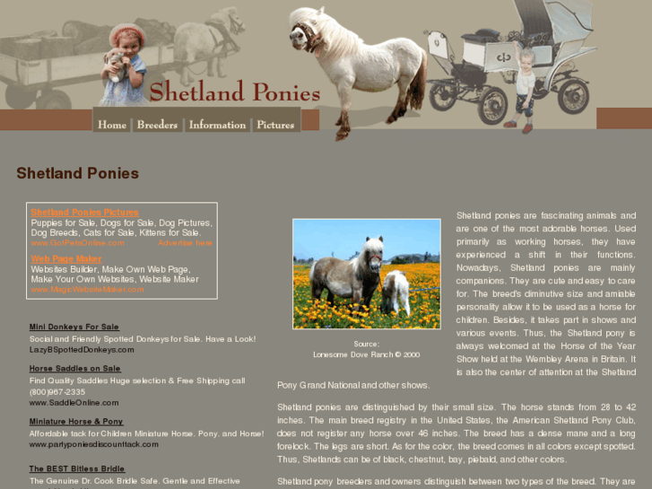 www.shetland-pony-shetland-ponies.com