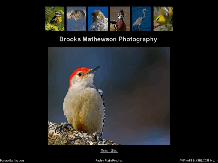 www.avianartimages.com