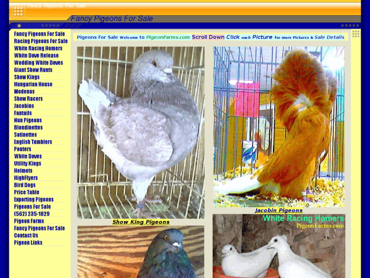 www.pigeonsforsale.us