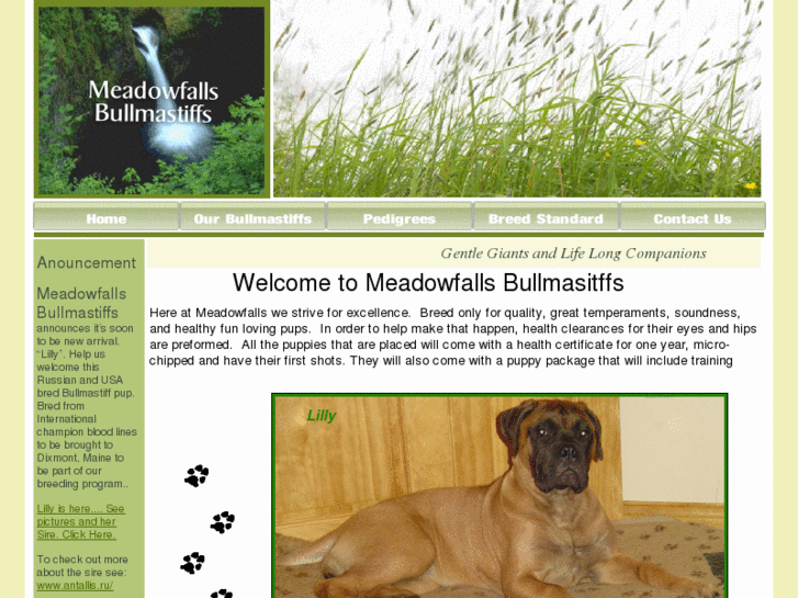 www.meadowfallsbullmastiffs.com