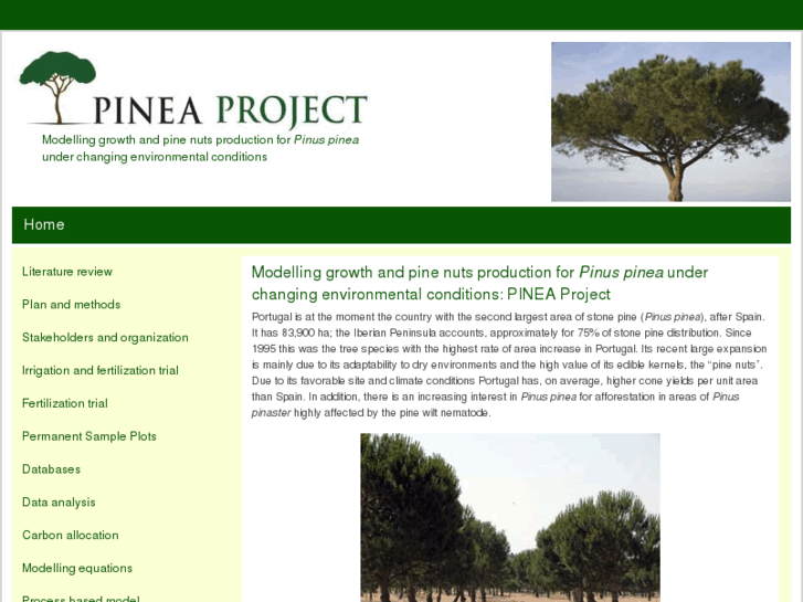 www.pinuspinea.com