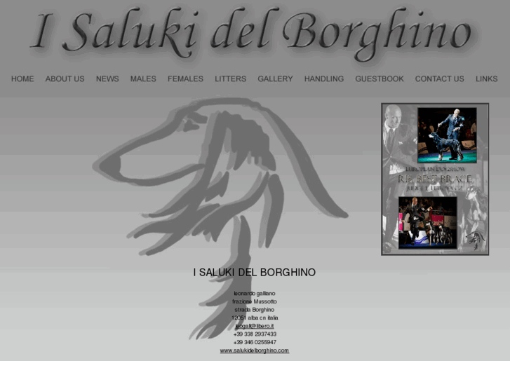 www.salukidelborghino.com