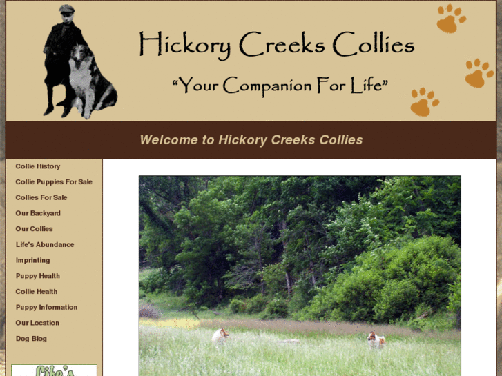 www.hickorycreekscollies.com