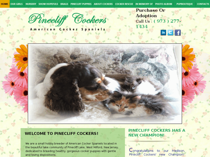 www.newjerseycockerspaniels.com