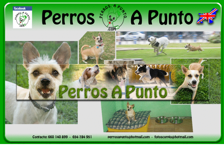 www.perrosapunto.com