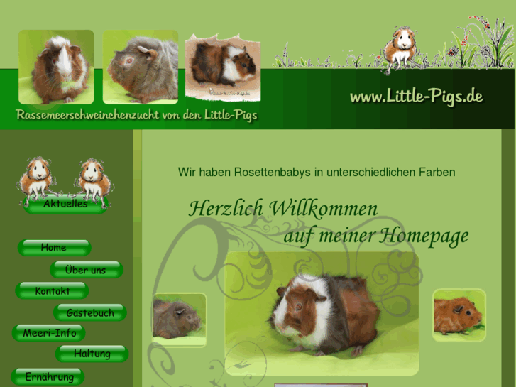 www.rosettenmeerschweinchen.com