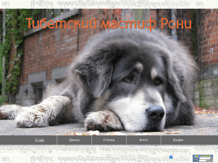 www.tibetanmastiff.ru