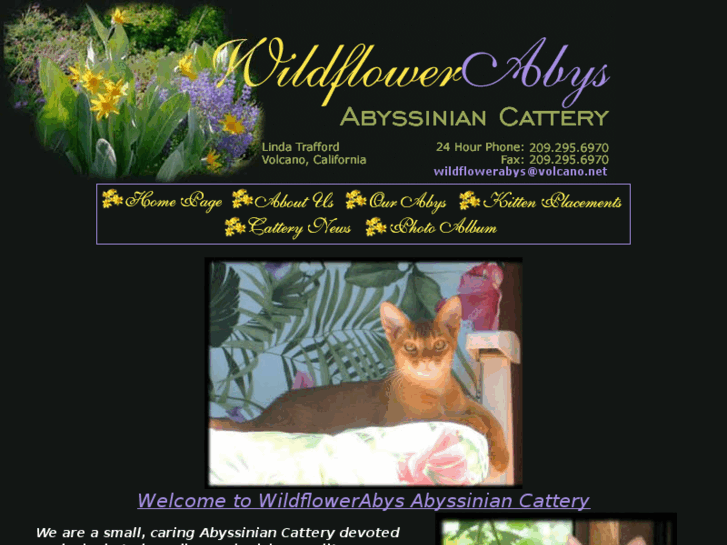 www.wildflowerabyssinians.com