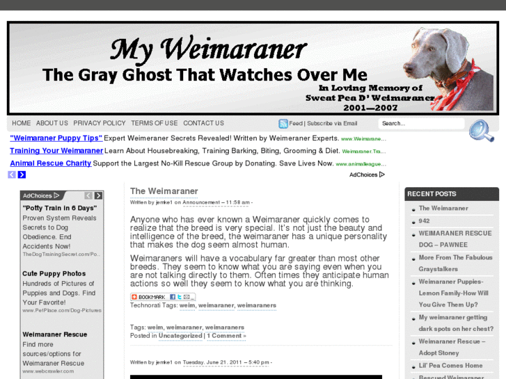 www.myweimaraner.com